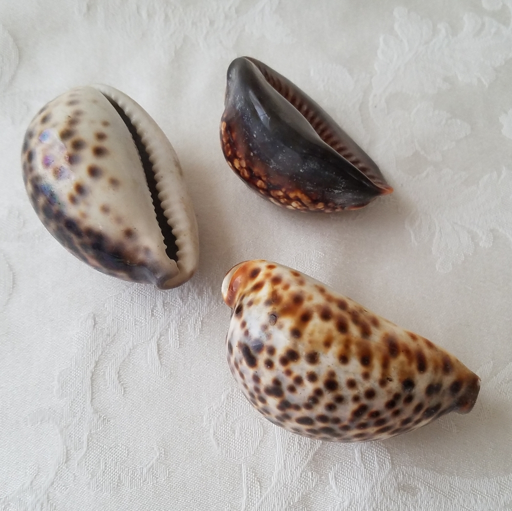 Three Natural Sea Shells - Picture 5 of 12